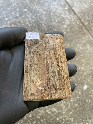 mammoth bark tusk pair scales MBT91