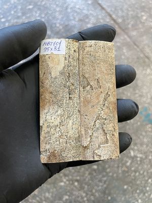 mammoth bark tusk pair scales MBT101