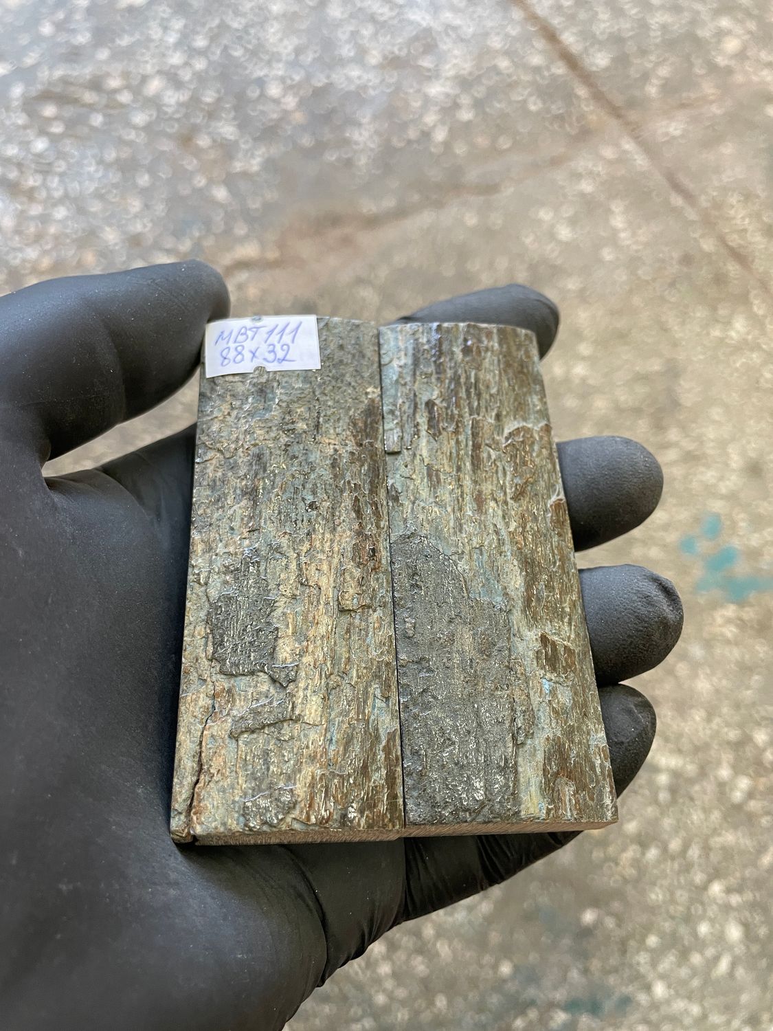 mammoth bark tusk pair scales MBT111