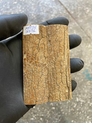 mammoth bark tusk pair scales MBT96
