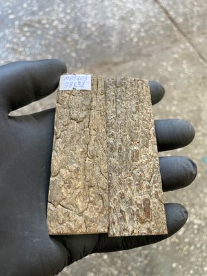 mammoth bark tusk pair scales MBT103