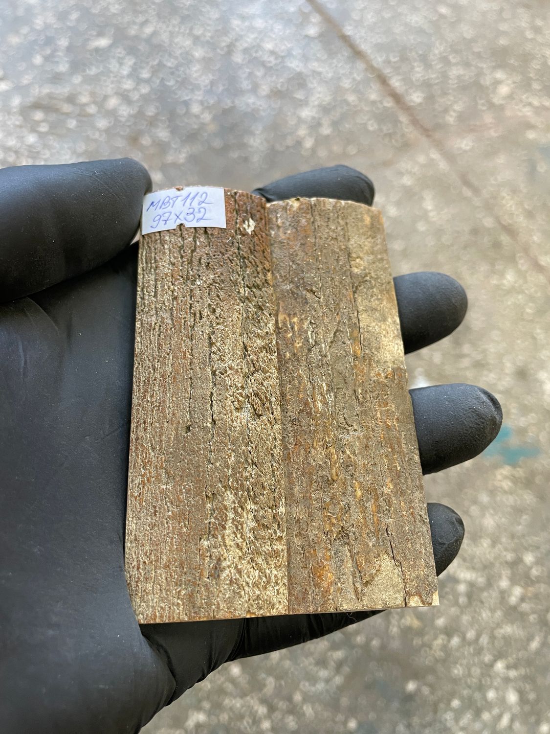 mammoth bark tusk pair scales MBT112