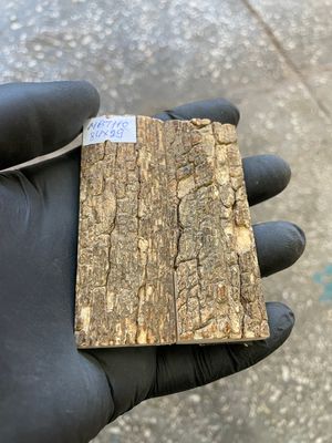 mammoth bark tusk pair scales MBT110