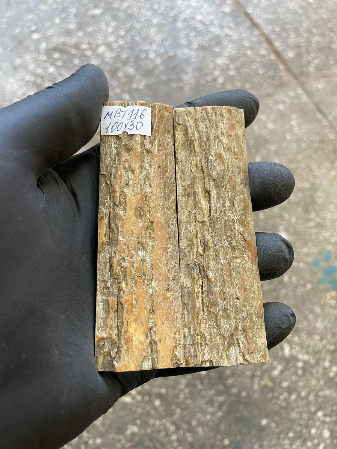 mammoth bark tusk pair scales MBT116