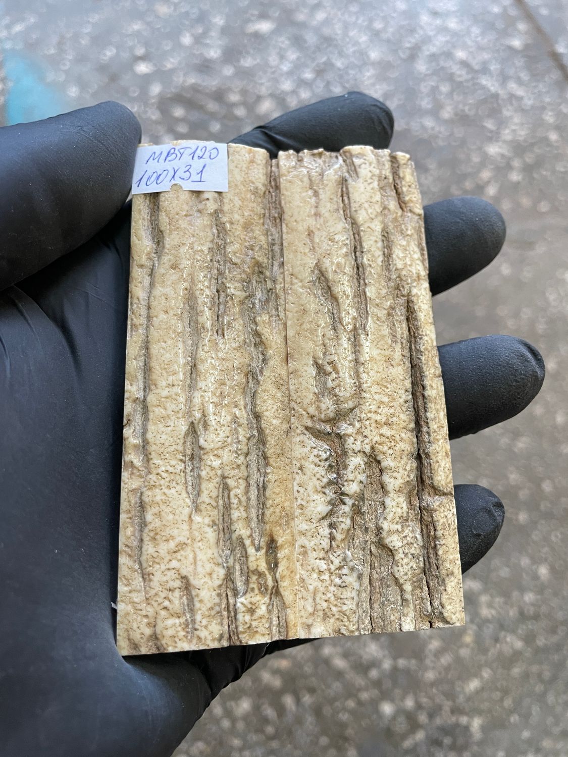 mammoth bark tusk pair scales MBT120