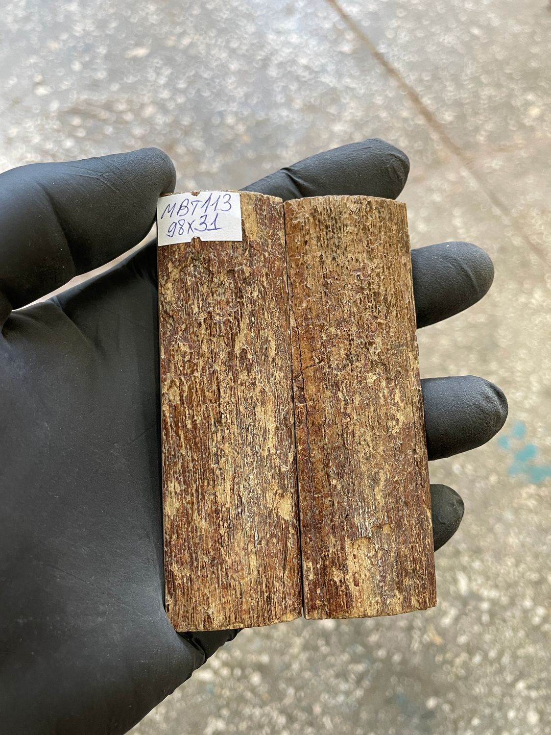 mammoth bark tusk pair scales MBT113