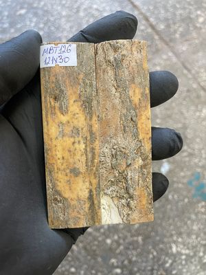mammoth bark tusk pair scales MBT126