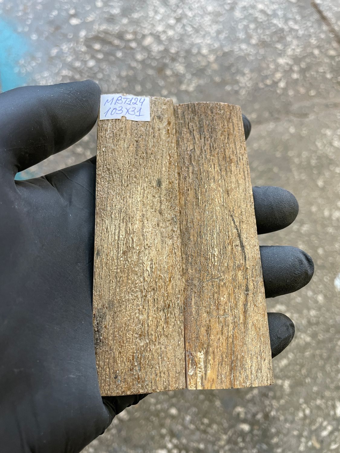 mammoth bark tusk pair scales MBT124