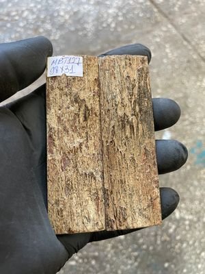 mammoth bark tusk pair scales MBT127