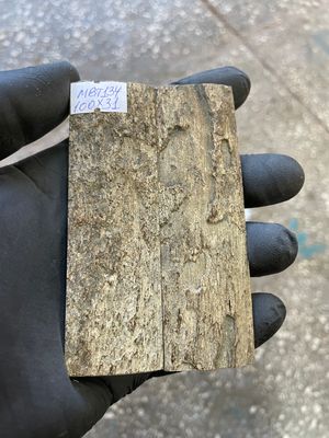 mammoth bark tusk pair scales MBT134