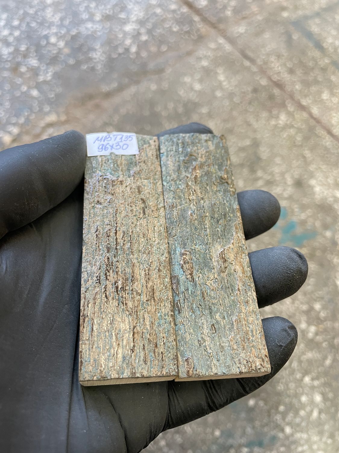 mammoth bark tusk pair scales RARE BLUE!!! MBT135