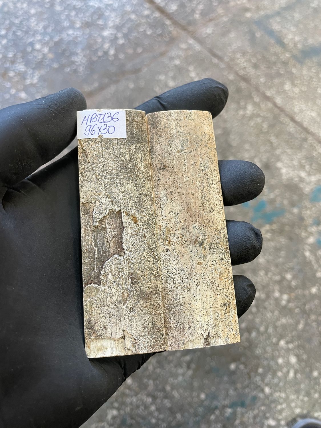mammoth bark tusk pair scales MBT136
