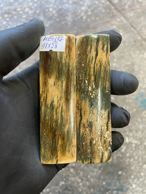 mammoth bark tusk pair scales MBT137