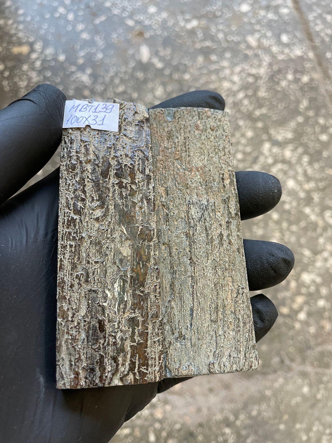mammoth bark tusk pair scales MBT139