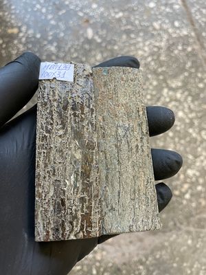 mammoth bark tusk pair scales MBT139