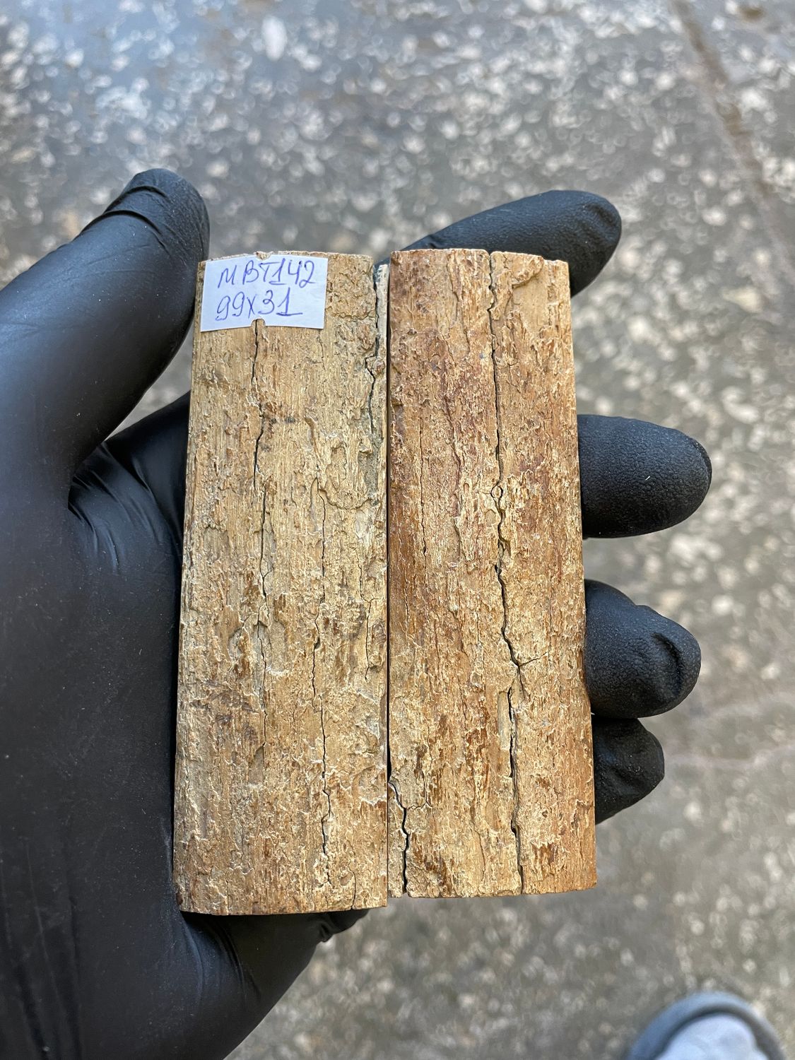 mammoth bark tusk pair scales MBT142