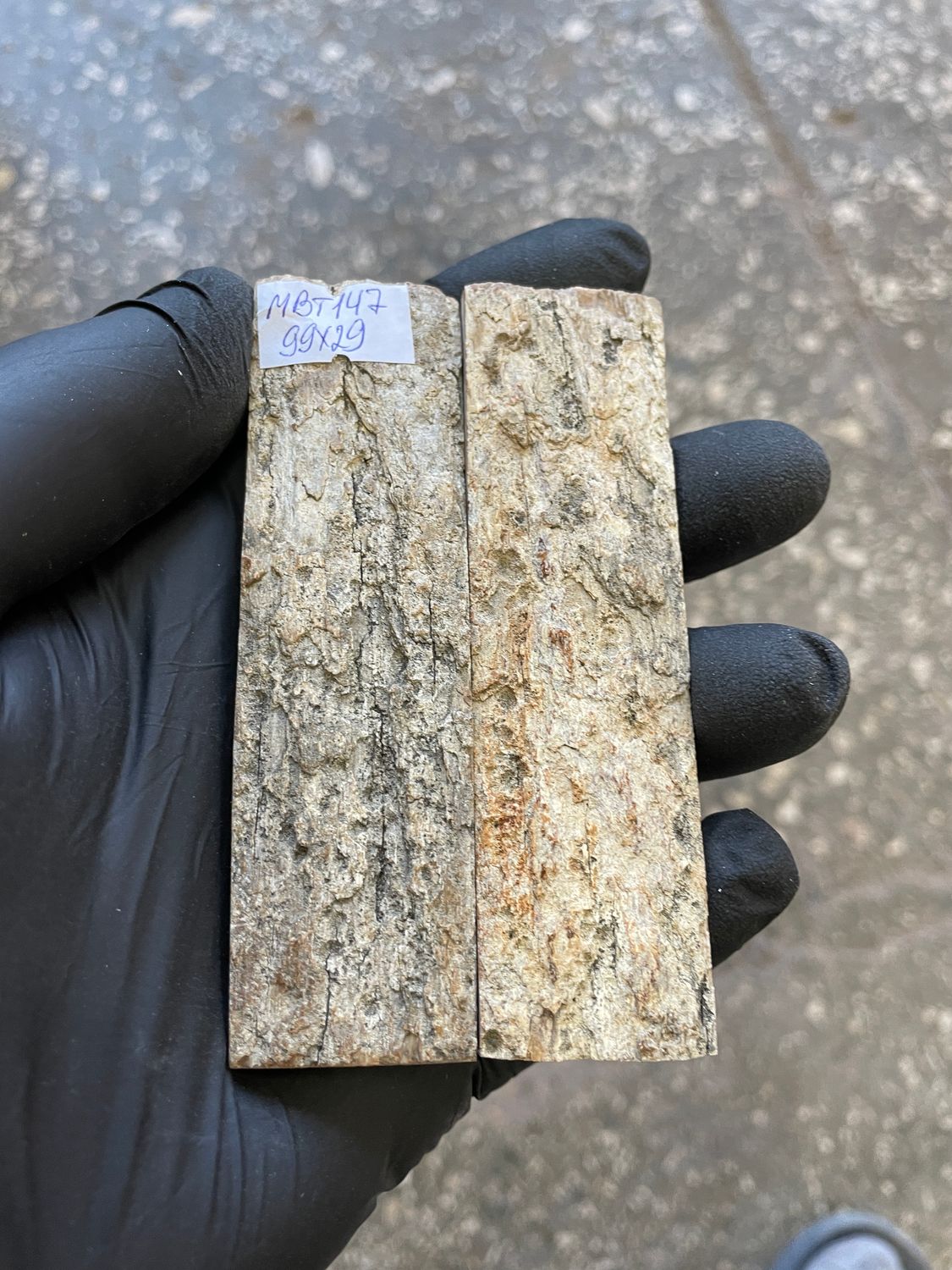 mammoth bark tusk pair scales MBT147