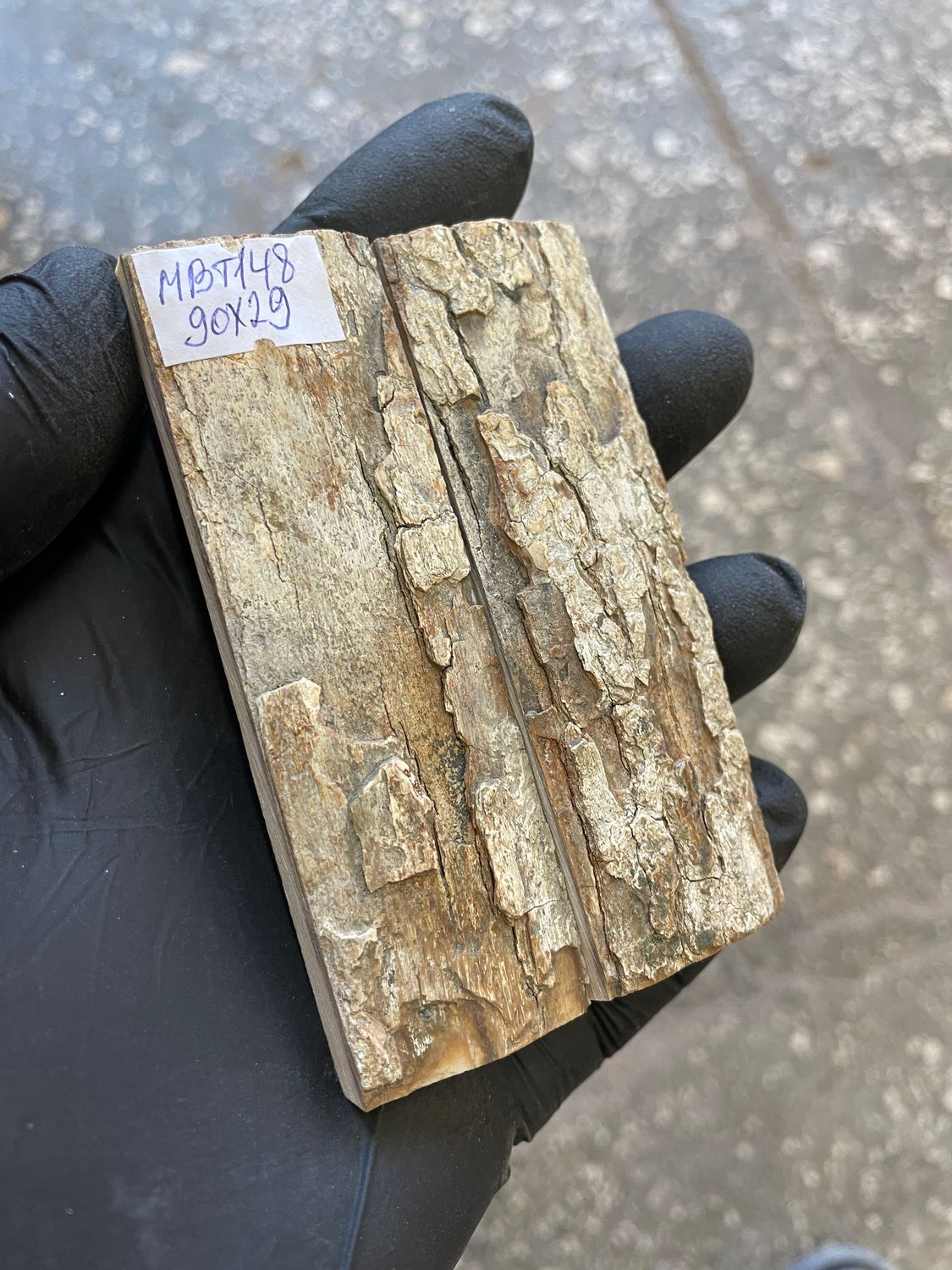 mammoth bark tusk pair scales MBT148