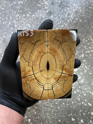Mammoth tusk scales stabilized 5-1.81-0.39 inch MTS3