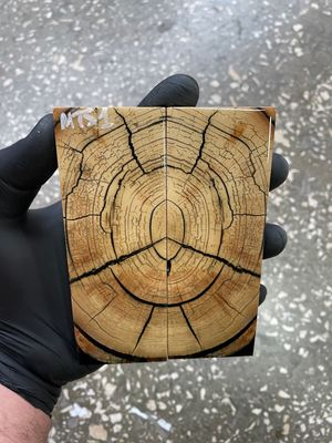 Mammoth tusk scales stabilized 5-1.81-0.39 inch MTS1
