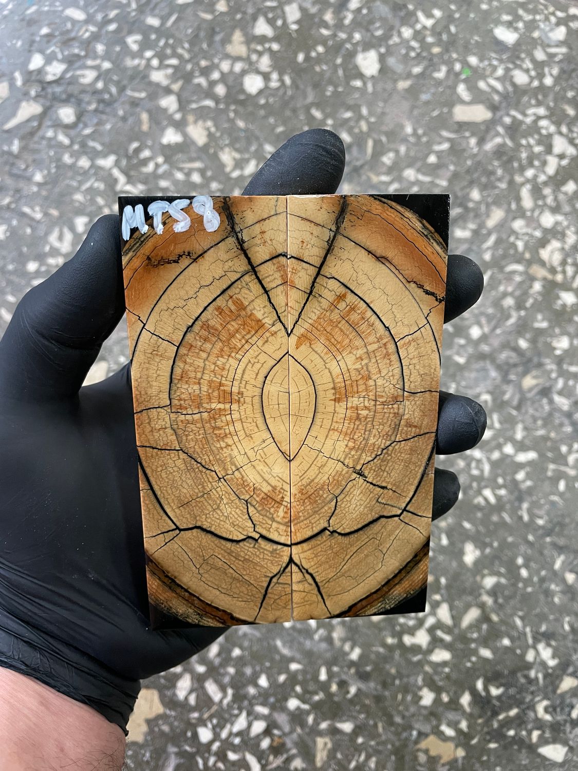 Mammoth tusk scales stabilized 5.03-1.69-0.43 inch MTS8