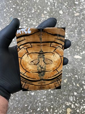 Mammoth tusk scales stabilized 5.11-1.61-0.39 inch MTS6