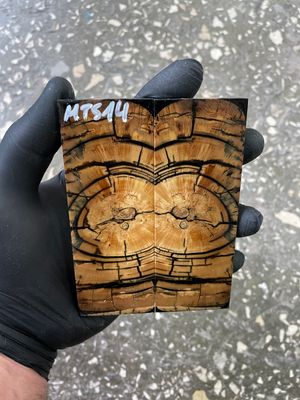 Mammoth tusk scales stabilized 4.64-1.65-0.39 inch MTS14