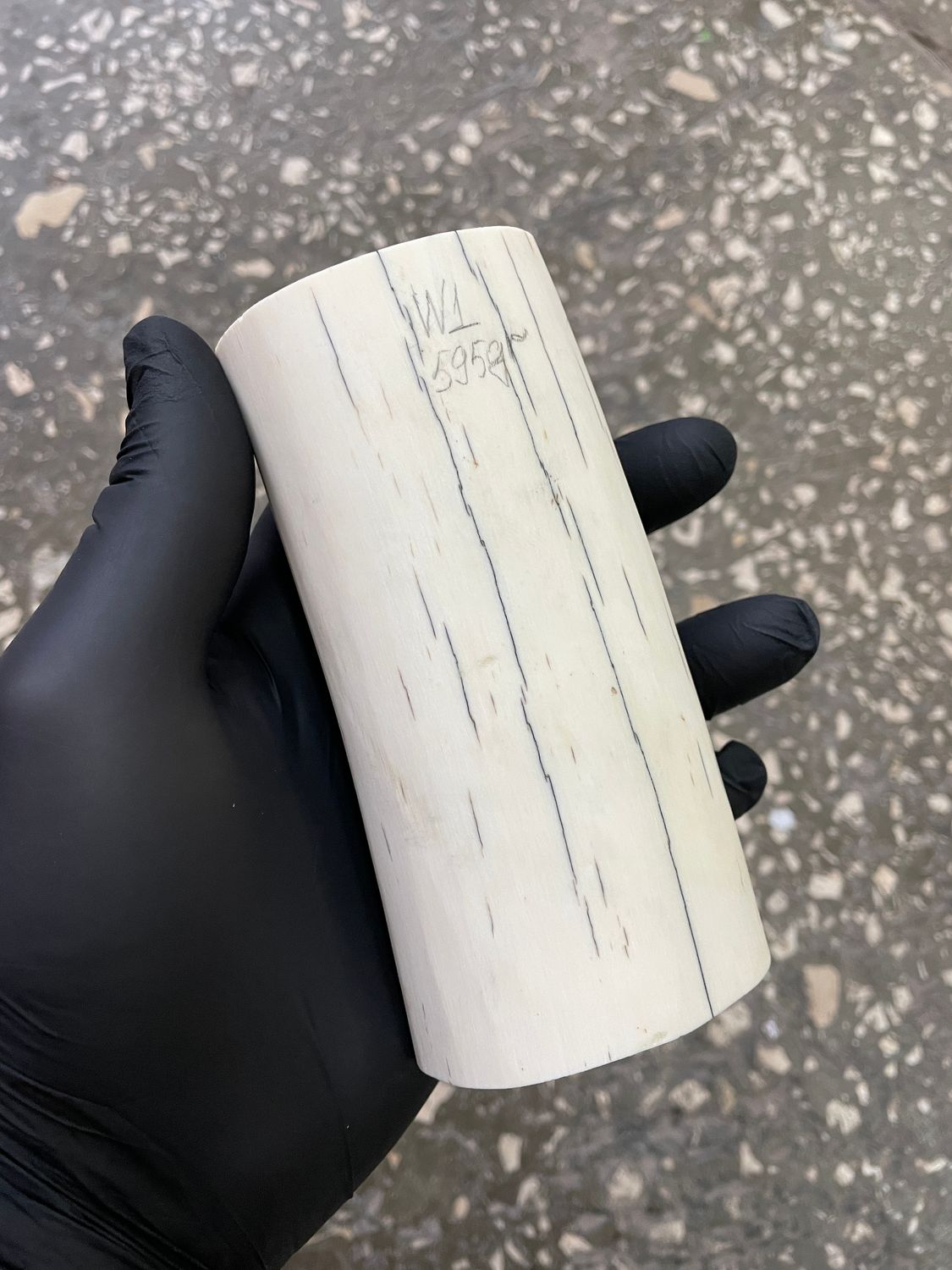 Walrus tusk for scrimshaw carving knifehandle 1.31 lb W1