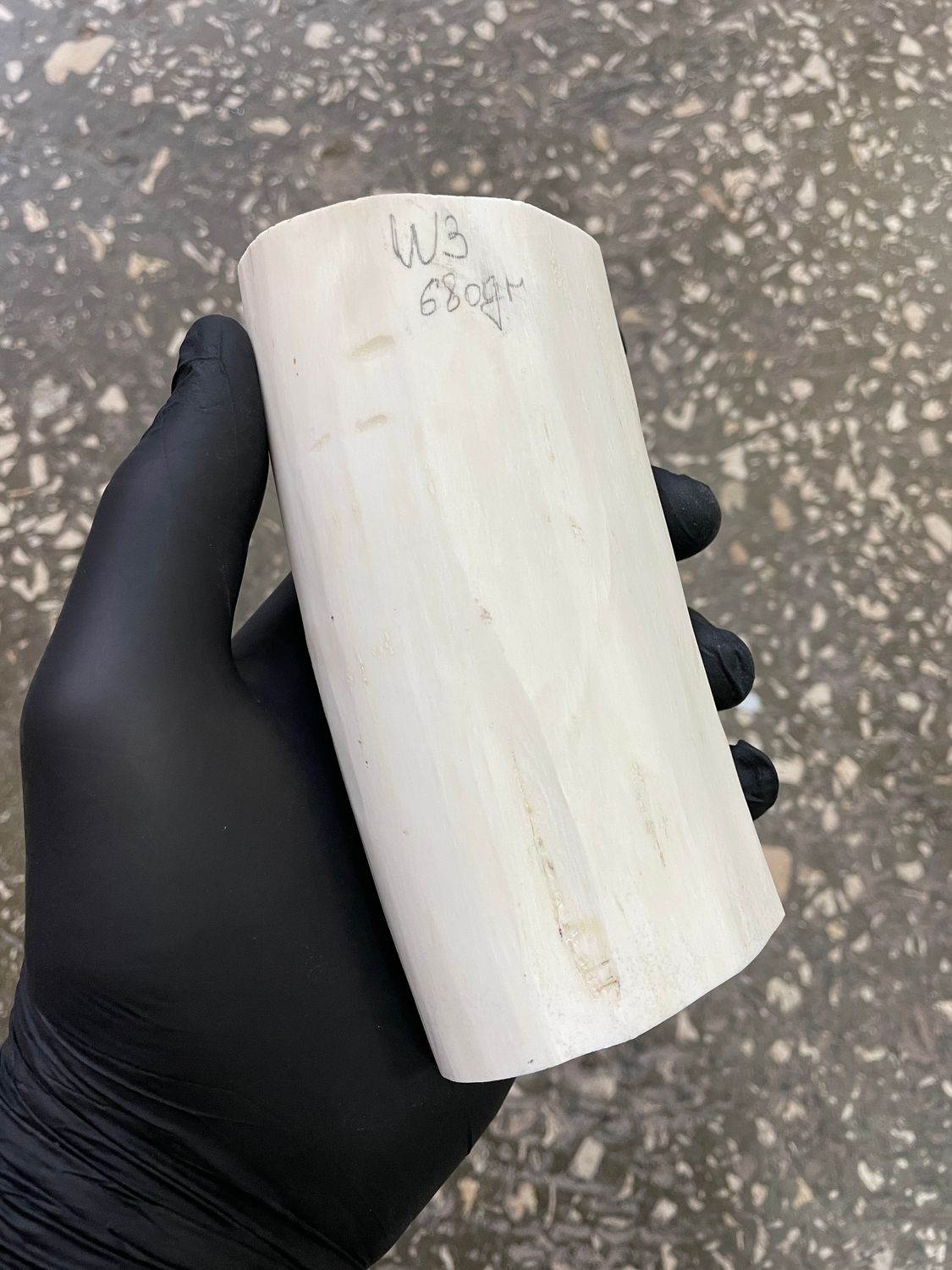 Walrus tusk for scrimshaw carving knifehandle 1.49 lb W3