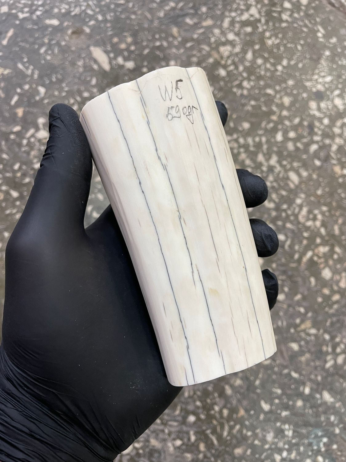 Walrus tusk for scrimshaw carving knifehandle 1.3 lb W5