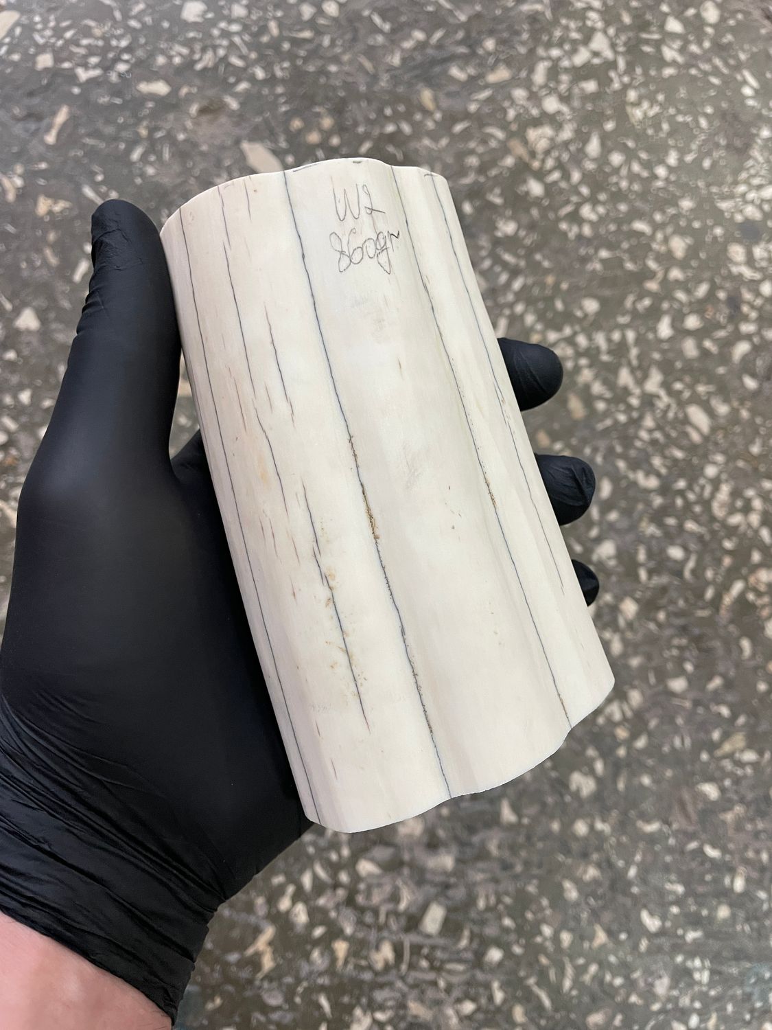 Walrus tusk for scrimshaw carving knifehandle 1.89 lb W2