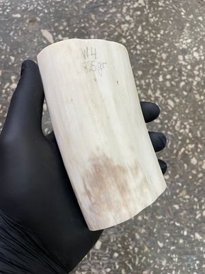 Walrus tusk for scrimshaw carving knifehandle 1.81 lb W4