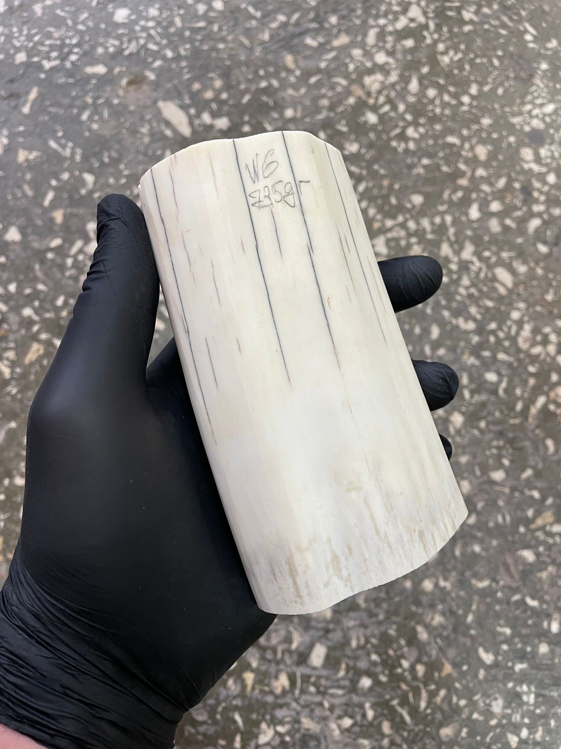 Walrus tusk for scrimshaw carving knifehandle 1.62 lb W6