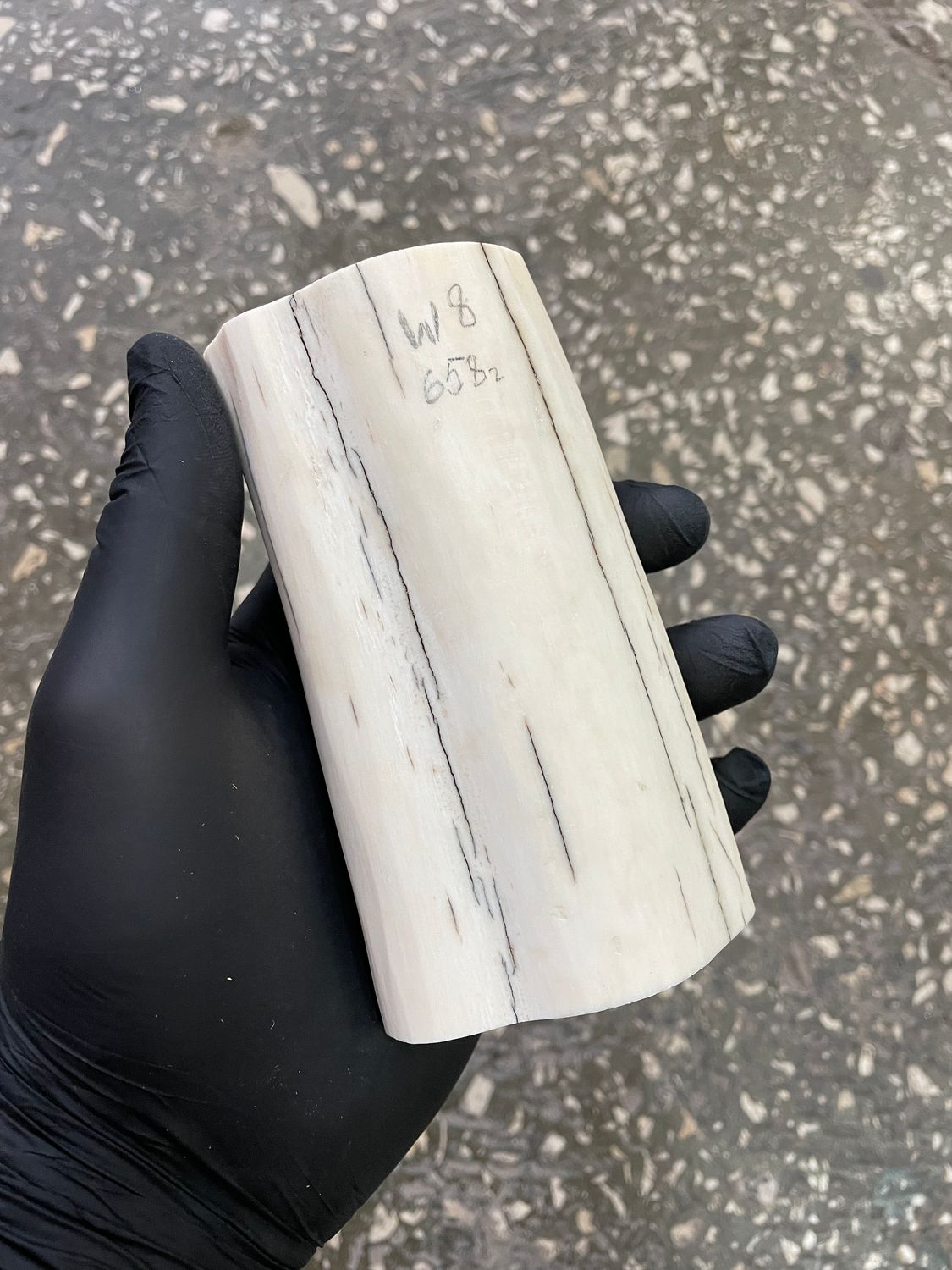 Walrus tusk for scrimshaw carving knifehandle 1.06 lb W8