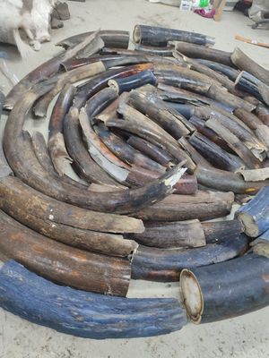 Woolly mammoth tusk bark offcuts – natural fossil ivory pieces