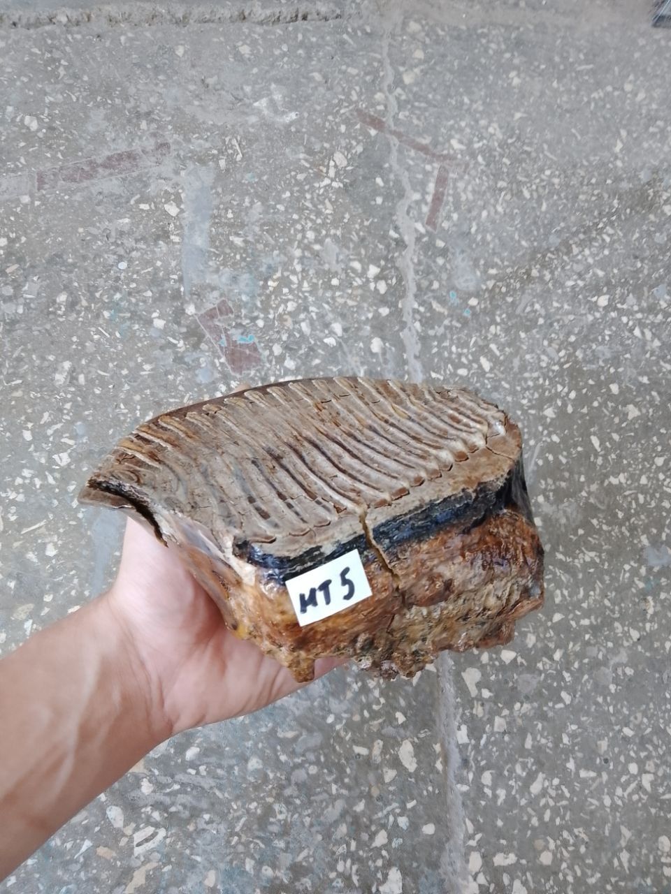 Authentic woolly mammoth tooth fossil natural unstabilized specimen from Siberia Yakutsk MT5