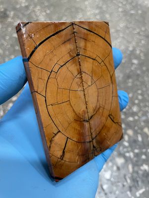 stabilized mammoth tusk knife scales pocket knife pair fossil material MTP6