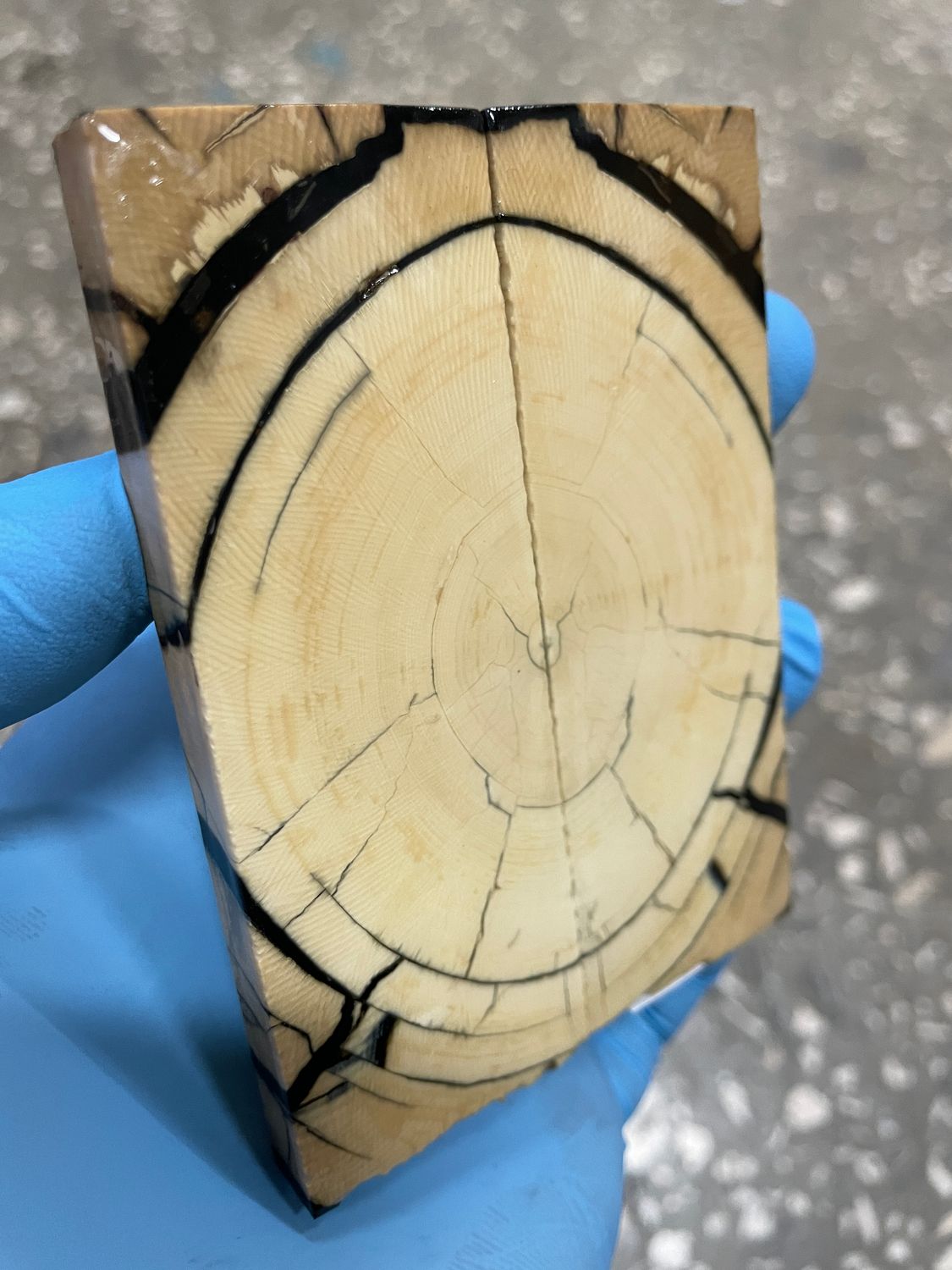 stabilized mammoth tusk knife scales pocket knife pair fossil material MTP10