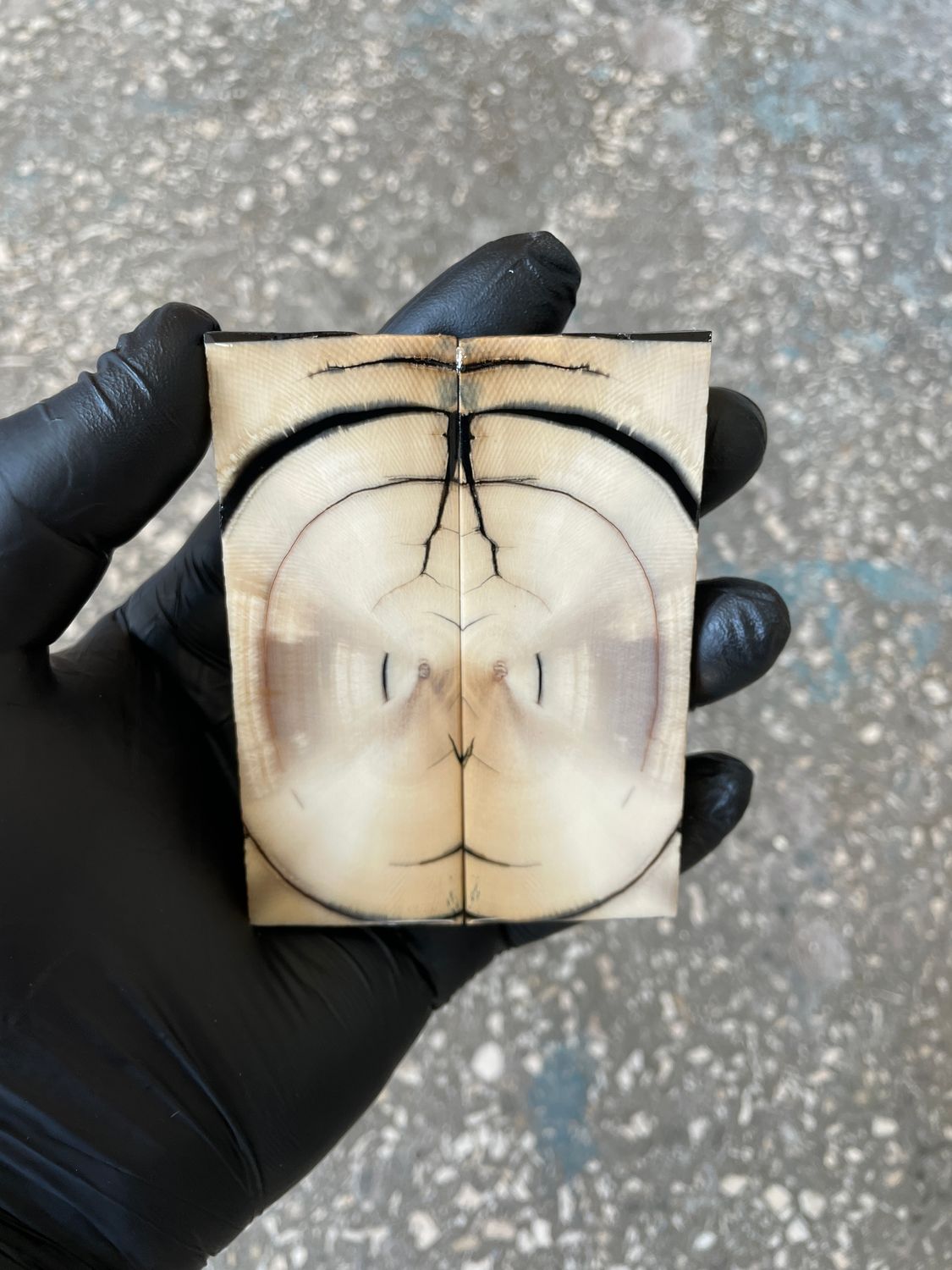 stabilized mammoth tusk knife scales pocket knife pair fossil material MTP18