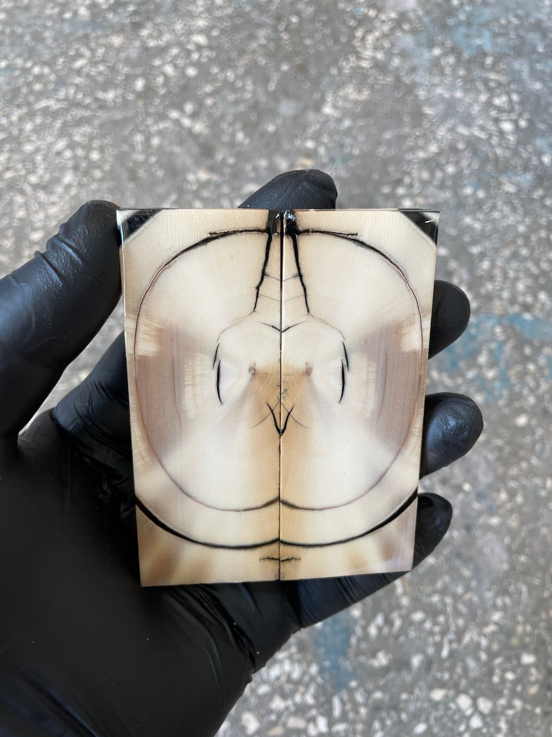 stabilized mammoth tusk knife scales pocket knife pair fossil material MTP20