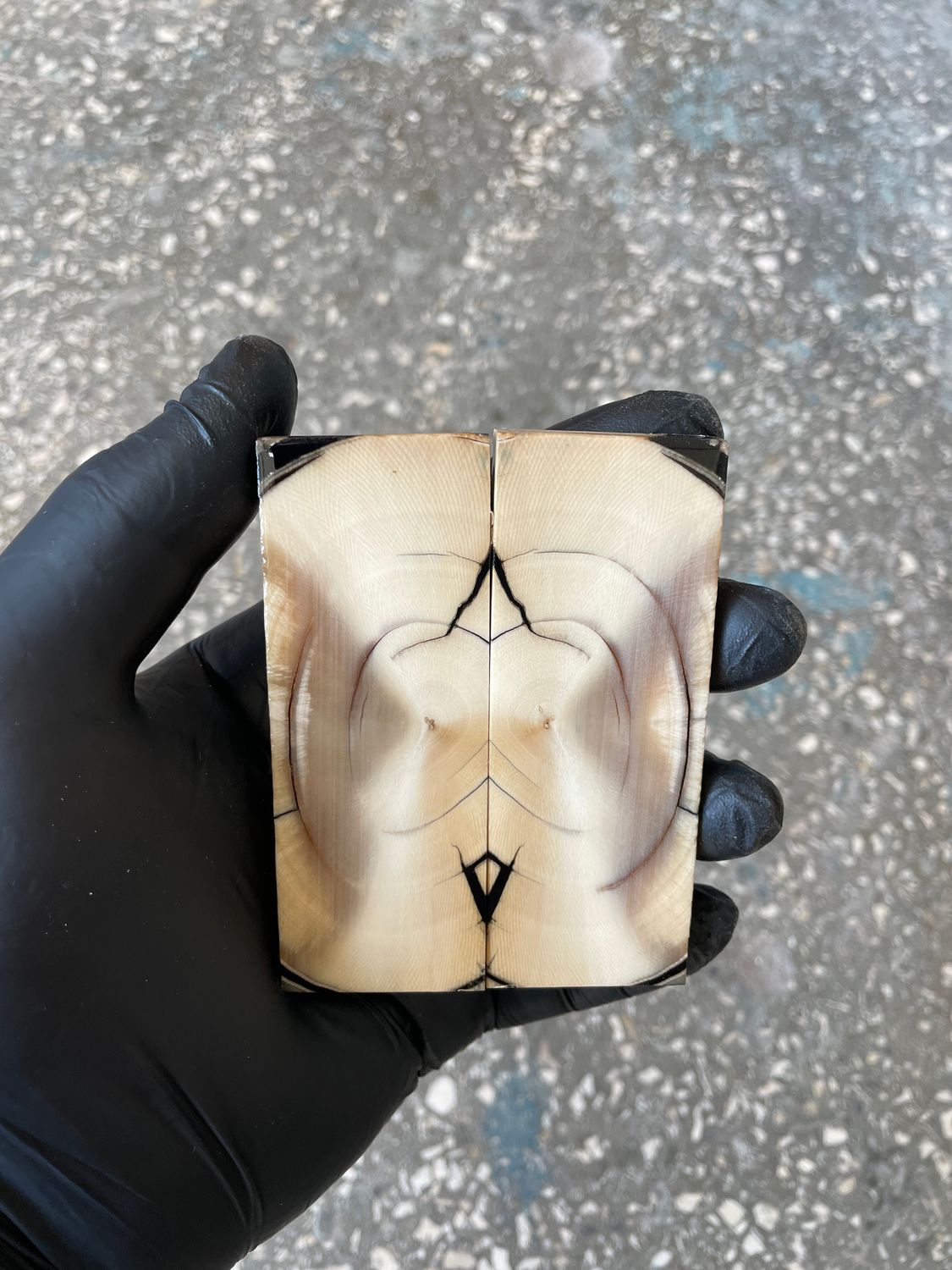 stabilized mammoth tusk knife scales pocket knife pair fossil material MTP24