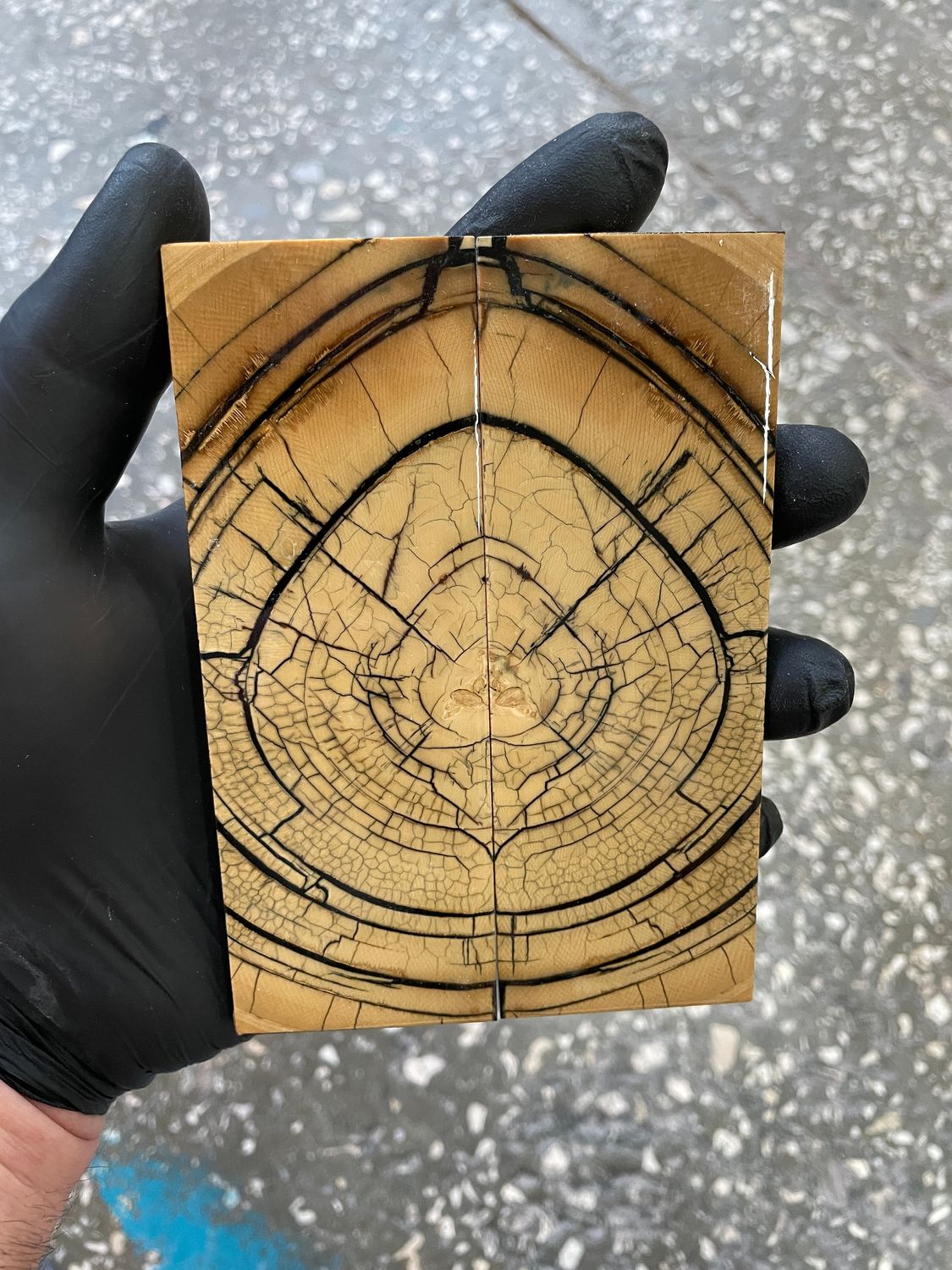 stabilized mammoth tusk knife scales pair fossil handle material MTS49