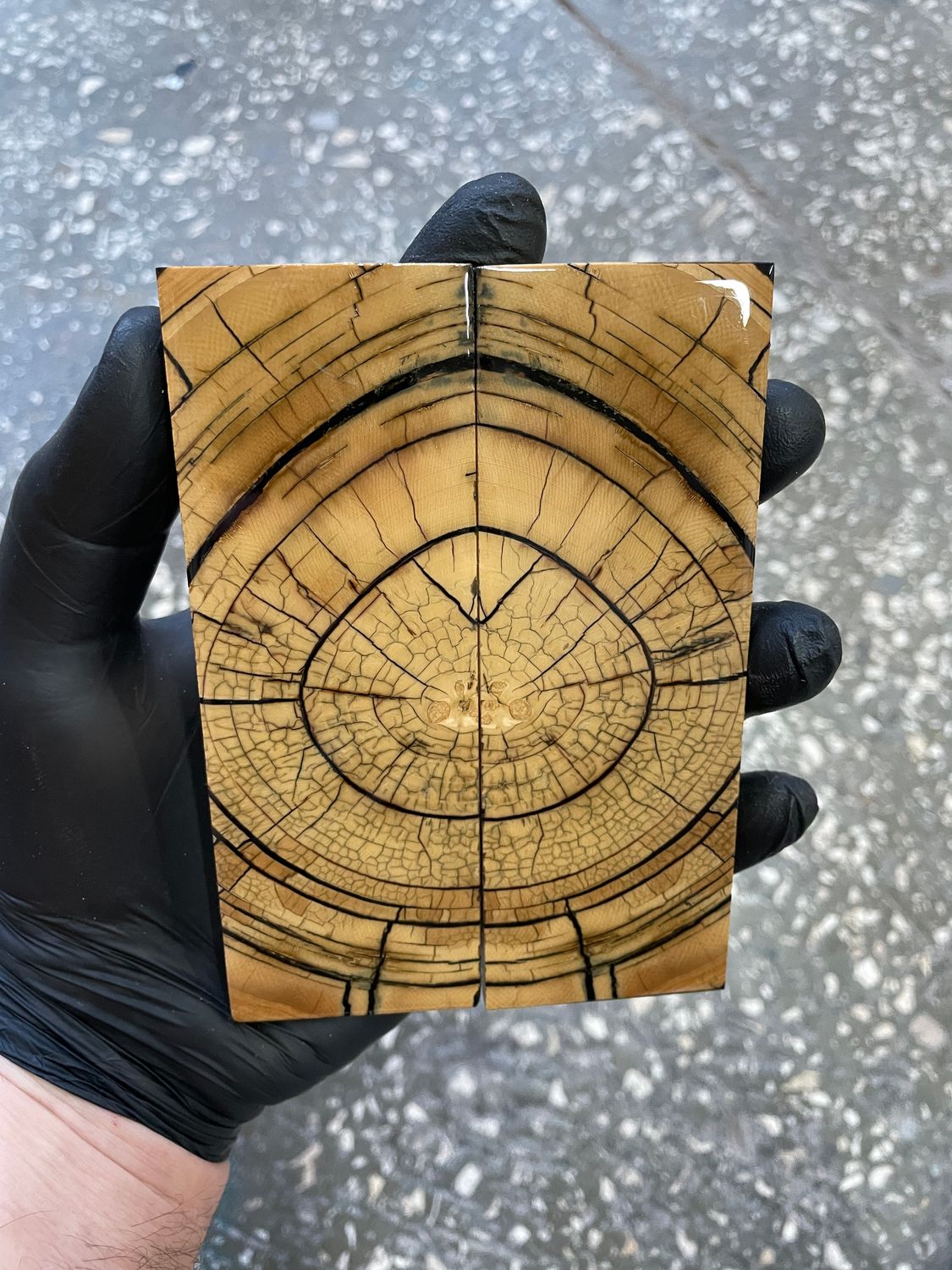 stabilized mammoth tusk knife scales pair fossil handle material MTS79