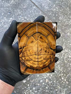 stabilized mammoth tusk knife scales pair fossil handle material MTS66