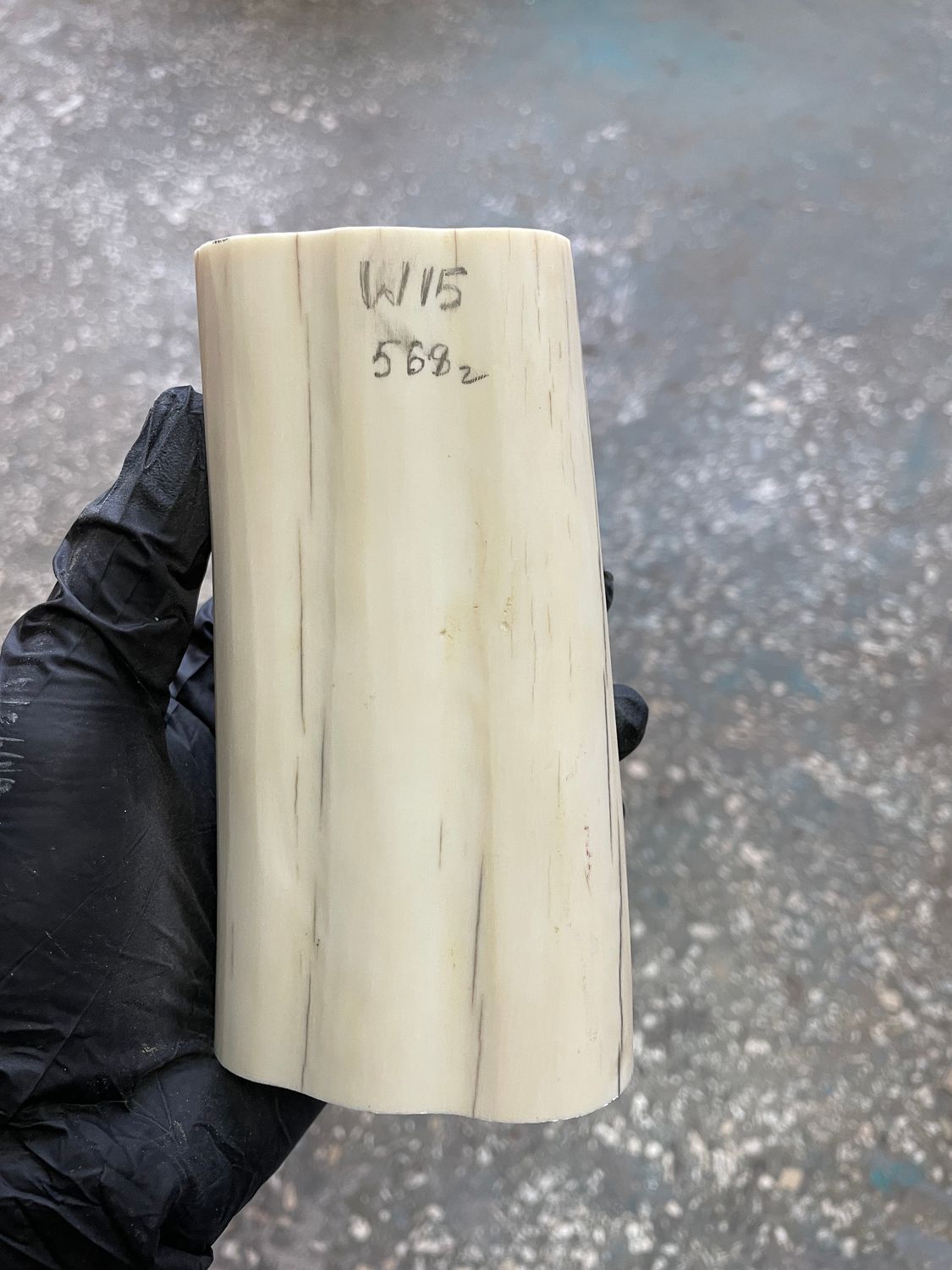 Walrus tusk for scrimshaw knifehandle carving 1.25 lb W15