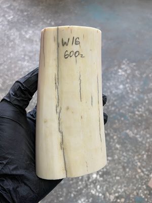 Walrus tusk for scrimshaw knifehandle carving 1.25 lb W16