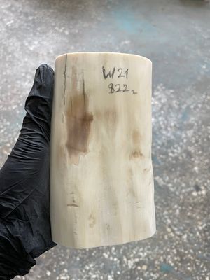 Walrus tusk for scrimshaw knifehandle carving 1.81 lb W21