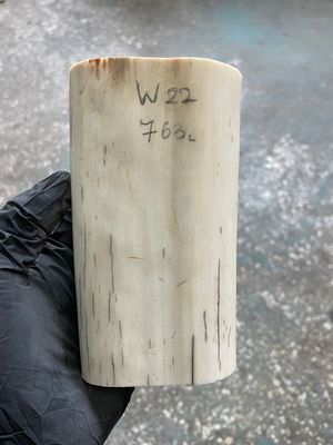 Walrus tusk for scrimshaw knifehandle carving 1.68 lb W22