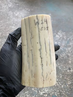 Walrus tusk for scrimshaw knifehandle carving 1.48 lb W24