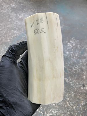 Walrus tusk for scrimshaw knifehandle carving 1.11 lb W26